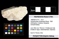 Foto (Objekt + Etiketten) von Goniodromites complanatus (Reuss, 1858) 